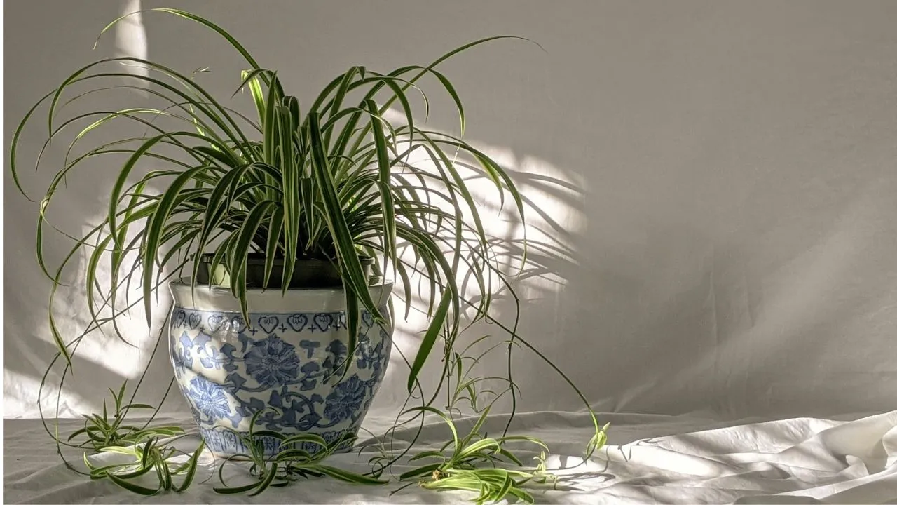 Green plant on blue and white floral ceramic pot.