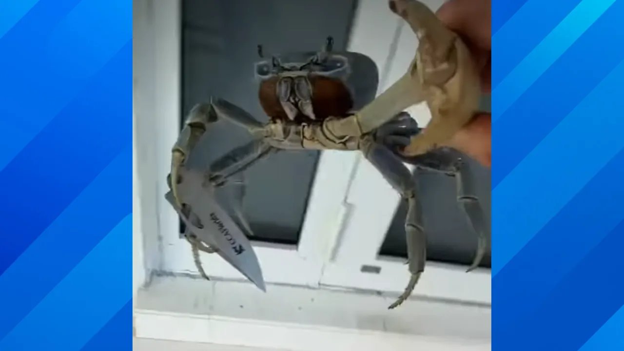 Knife wielding crab.