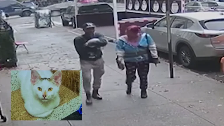 Couple steals beloved brooklyn bodega kitten.