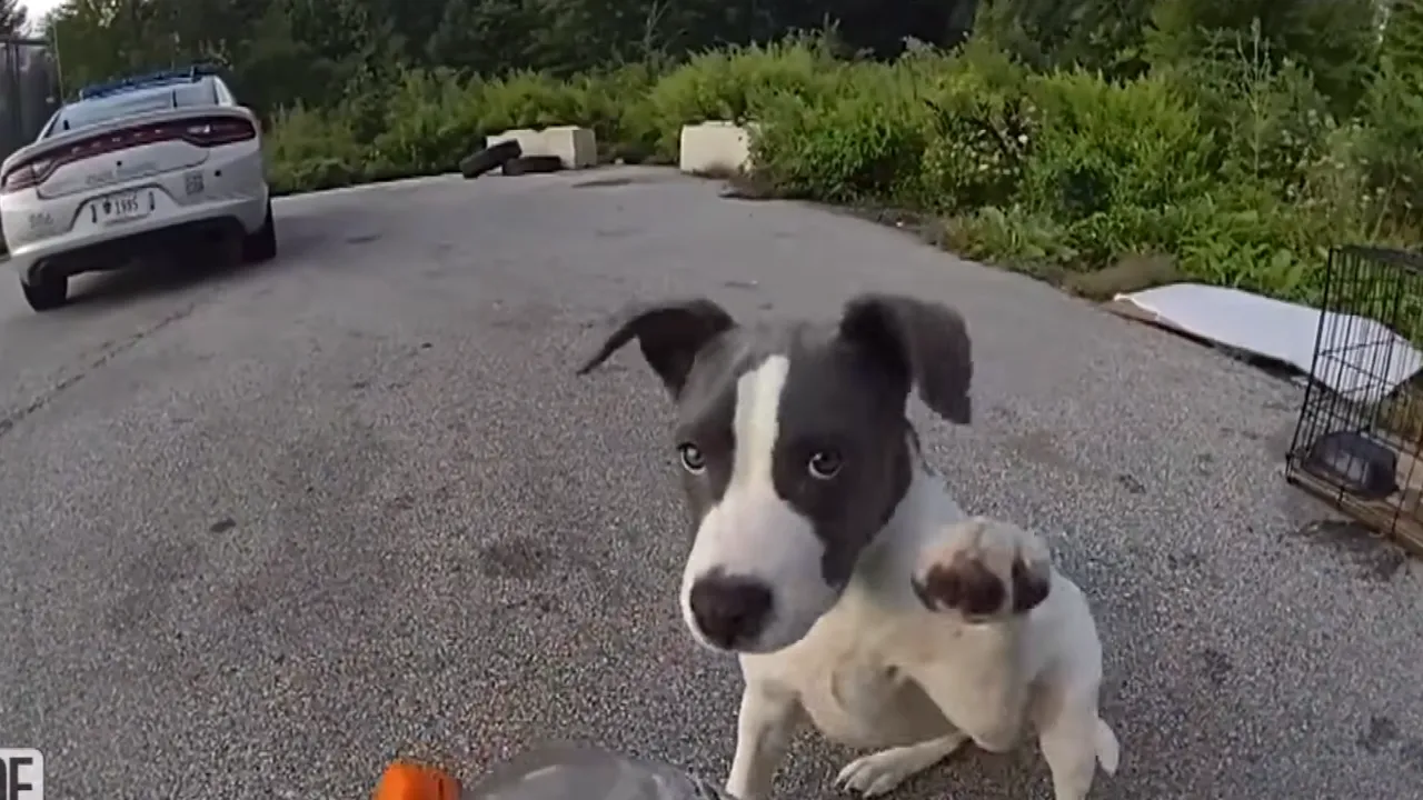 puppy.