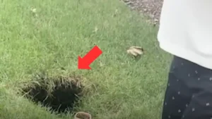 Woman Hears Her Backyard Give Way — Then Finds Herself 8 Feet Underground