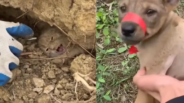 staged animal rescue videos.