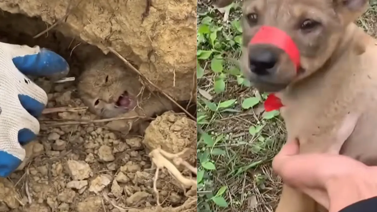 staged animal rescue videos.