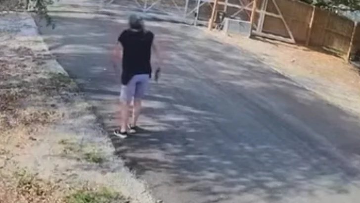 Texas Woman Flees From Killer Bees, Then Can’t Escape the Automatic Gate