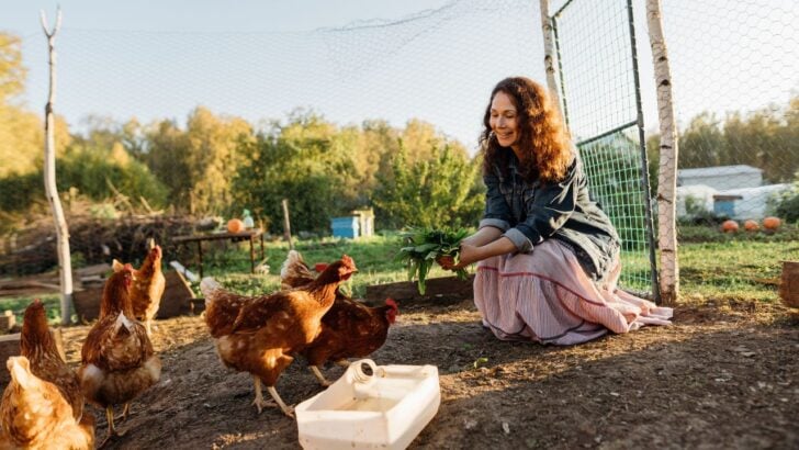 Stop Buying Fertilizer: 7 Reasons to Add Chickens to Your Garden Setup This Fall