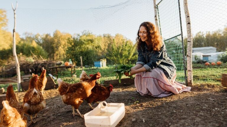 Happy middle aged woman on a private farm feeding chickens. Eco-friendly farmer woman cares, looks after her chickens in her backyard, promoting organic poultry farming