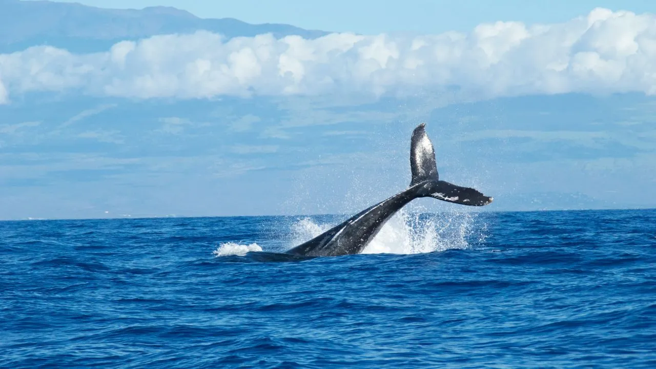Humpback-Whale.