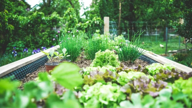 Lettuce and chives growing in a wooden raised garden bed in Geeses.
