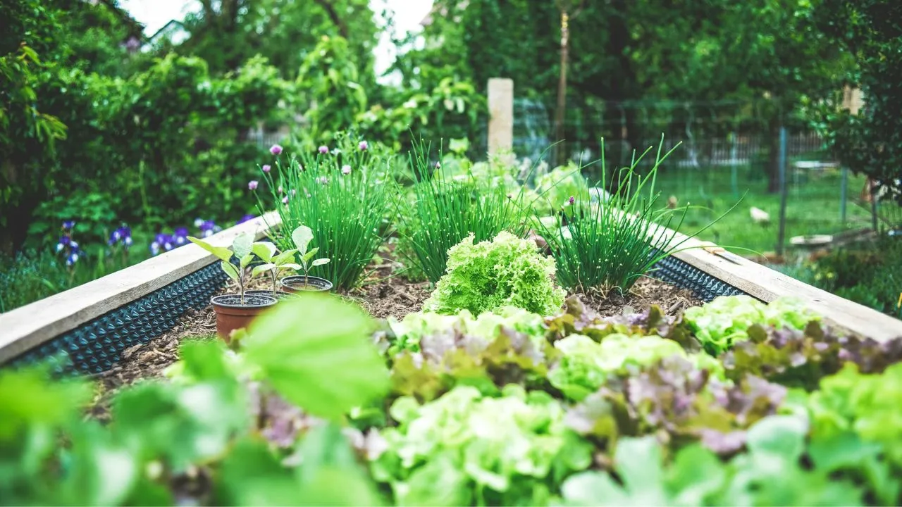 Lettuce and chives growing in a wooden raised garden bed in Geeses.