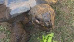 Nearly 100-Year-Old Tortoise Becomes First-Time Mom to 16 Babies