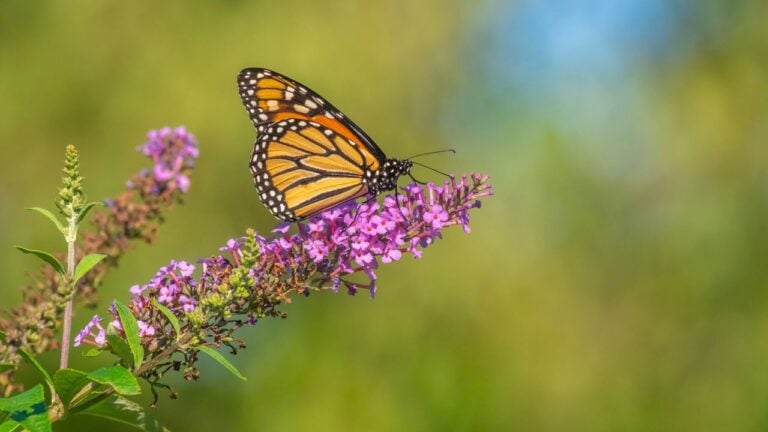 Monarch butterfly,Danaus plexippus is a milkweed butterfly in the family Nymphalidae.