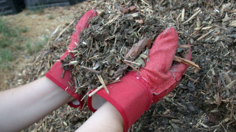 Mulch made from shredded yard waste in a municipal recycling program, showing compost bins in the background and gloves in the foreground.