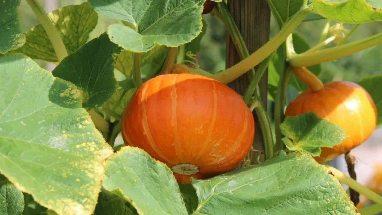 Orange pumpkin plants.