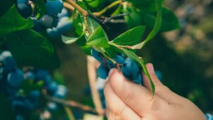 12 Plants You Plant Once And Harvest For The Next 20 Years