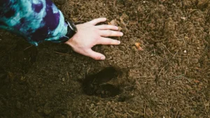 Stop Buying Fertilizer: 9 Plants That Improve Your Soil for Free