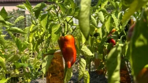 Is The Heat To Blame for Your Struggling Vegetable Garden This Summer? Stop Making These 7 Mistakes