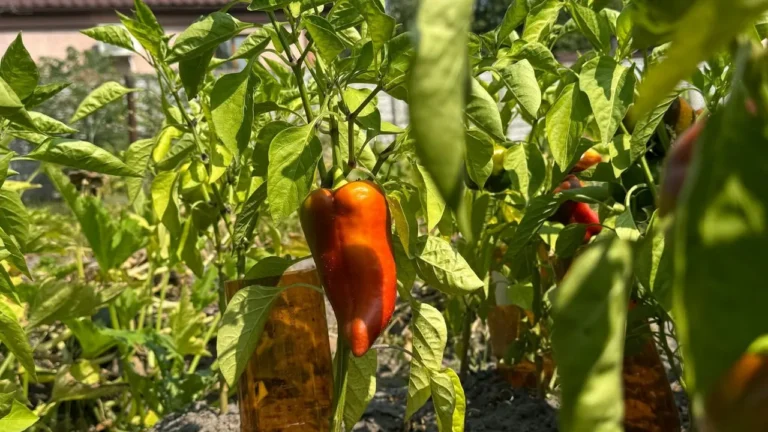 Red bell pepper in garden.