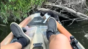 Kayaker Thought Fisherman Was Talking About Catfish — Then He Heard a Kitten Crying for Help