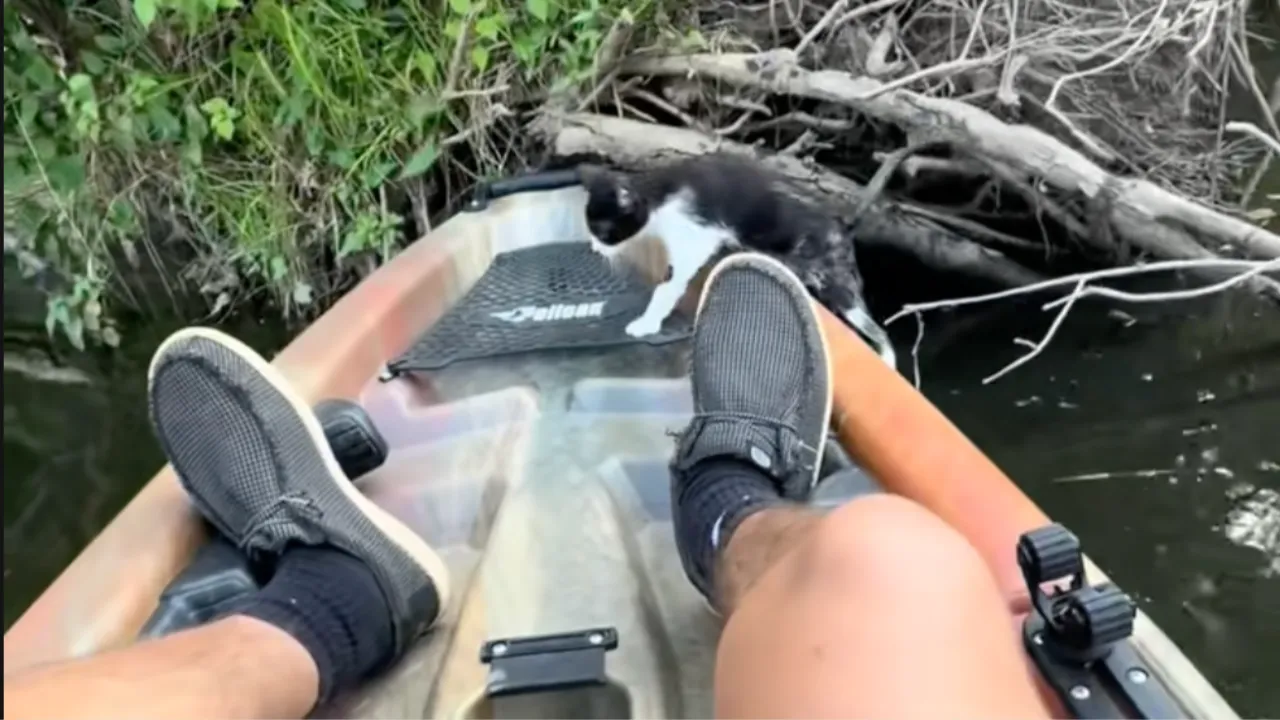 Kayak kitten rescue.