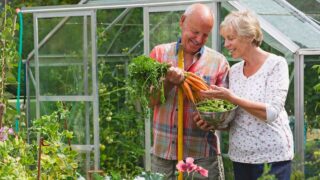 Senior Couple Working In Vegetable Garden