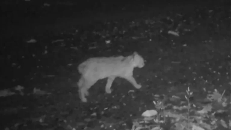 Short-Tailed Tsushima Leopard.