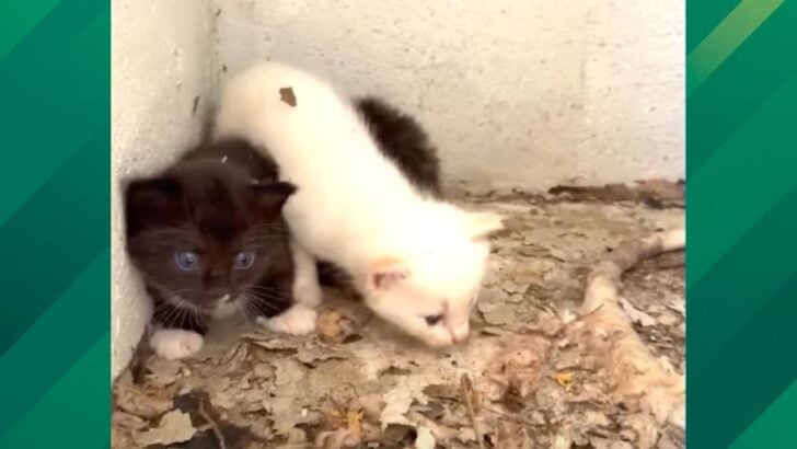 Stray Cat in Abandoned Public Bathroom is Rescued with Kittens