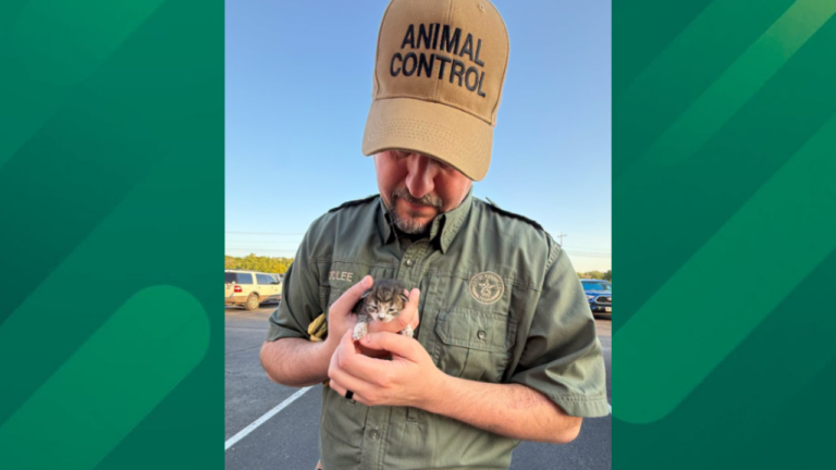 Stray kitten joyride.