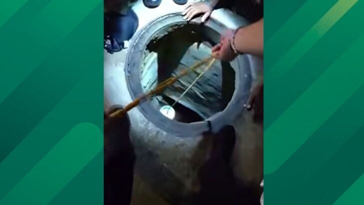 Tampa Cops Save a Tiny Dog with a Bucket and Cheese Rescue, Then It Finds a Forever Home