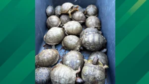 Turtles rescued from FedEx shipment.