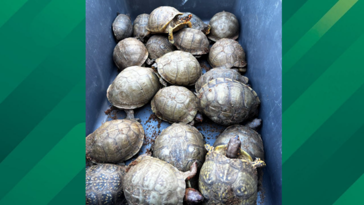 FedEx Shipment with 200 Turtles and Tortoises is Confiscated