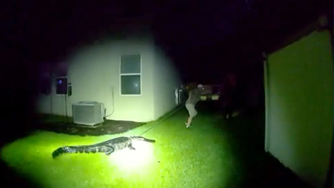 Florida woman’s security camera captures backyard gator over 8 feet long.