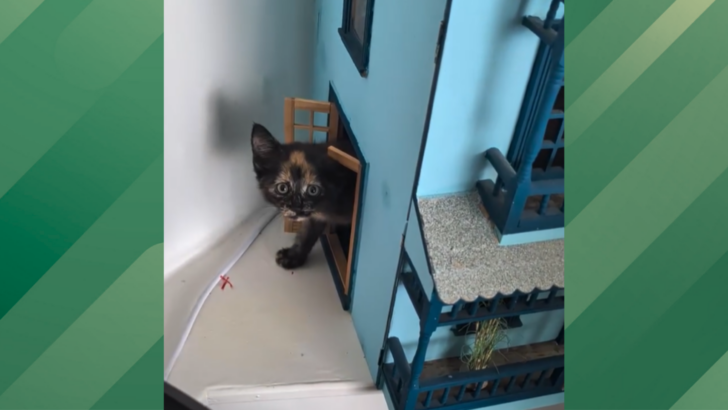 Woman’s Post About Her Missing Cat Goes Viral for the Best Reason