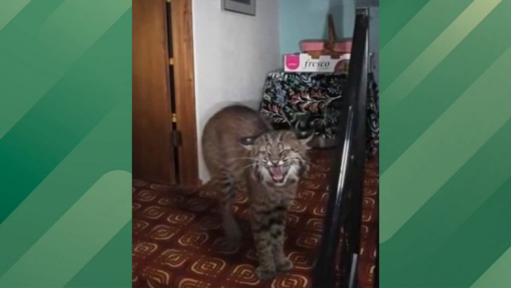 911 Responds to a Call About an Intruder Only to Find a Wild Surprise
