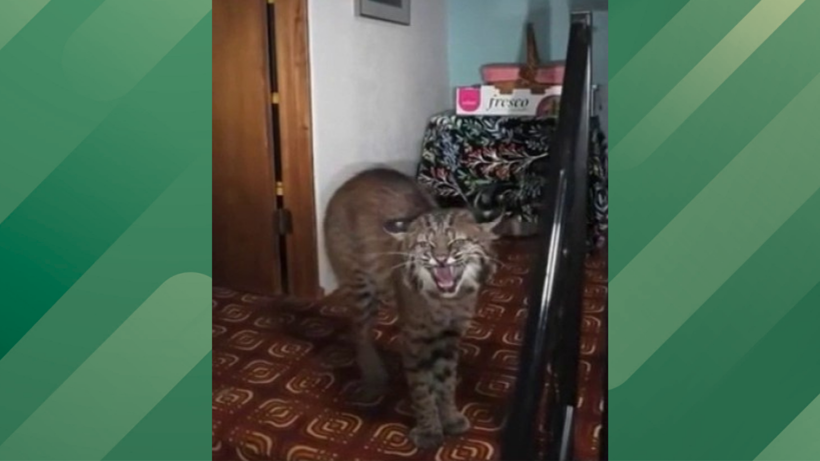 Bobcat break in.