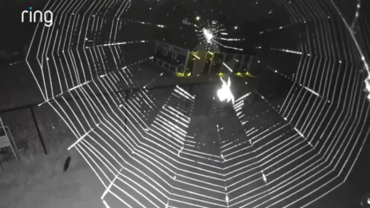 Ring Cam Captures Spider Weaving Entire Impressive Web