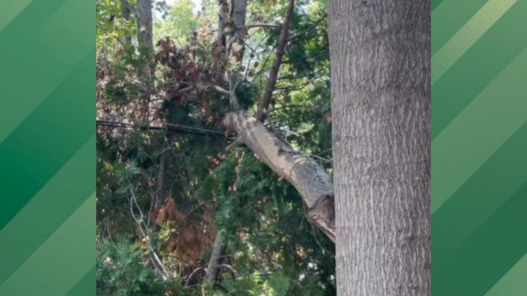 Tree branch on power line.