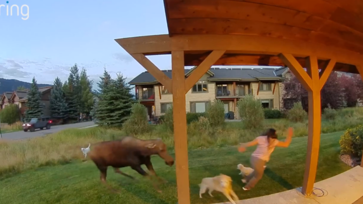 Woman’s ‘Close Encounter’ With a Moose Goes Viral