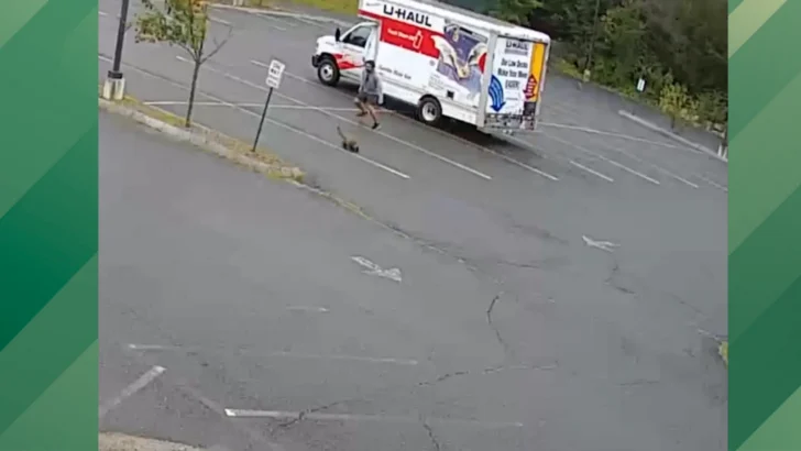 A Mystery Animal Has Been Terrorizing a New Hampshire Town