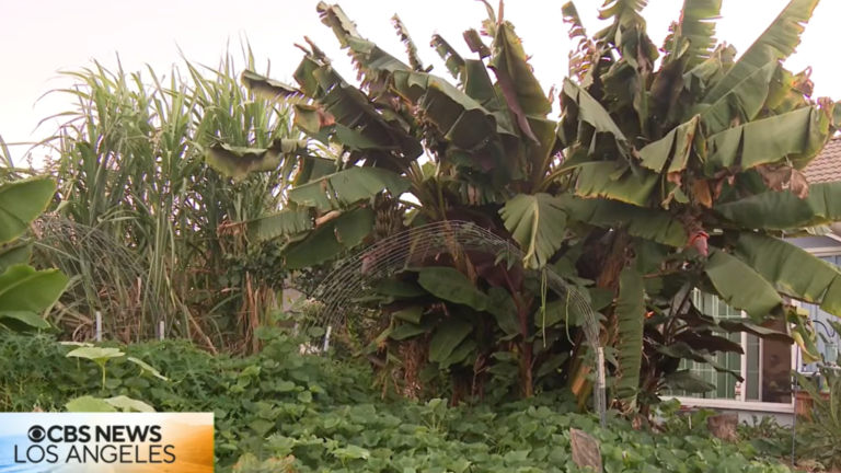 Man fined for front yard garden.