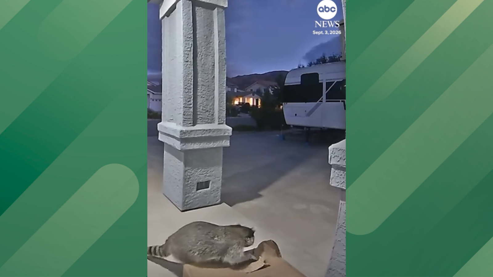 Raccoon steals dog food from porch.