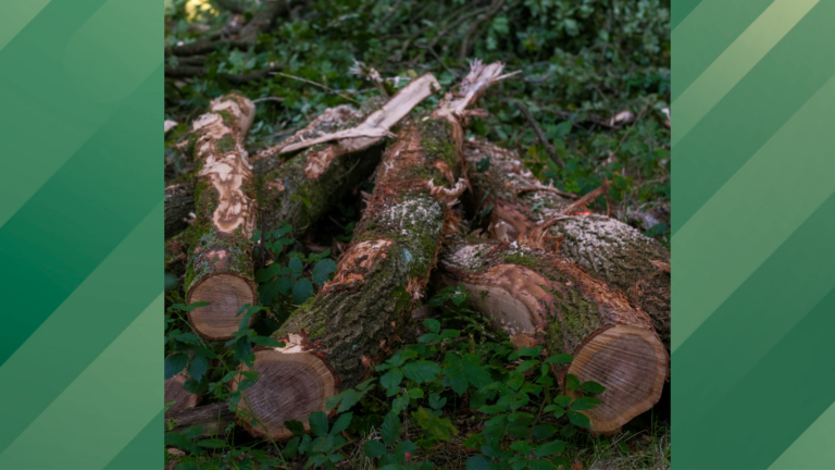 Neighbors cut down trees.
