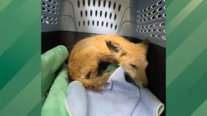 Orange Ball Found in the Dirt Turns Out to Be a Sick Fox