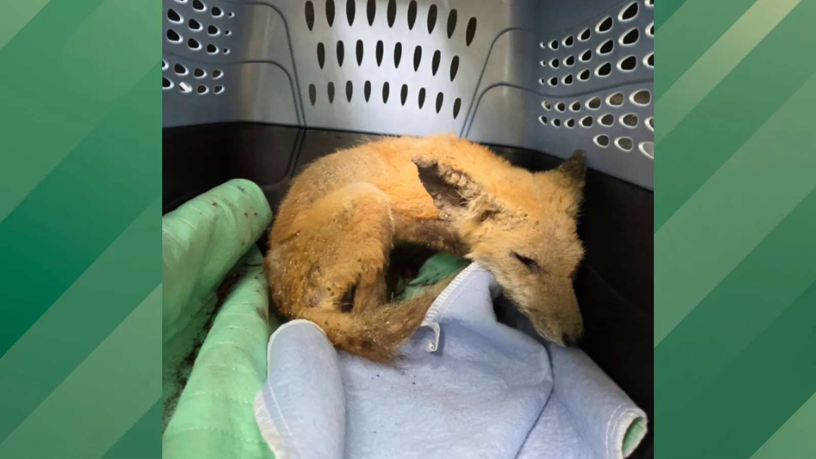 Sick fox rescued.