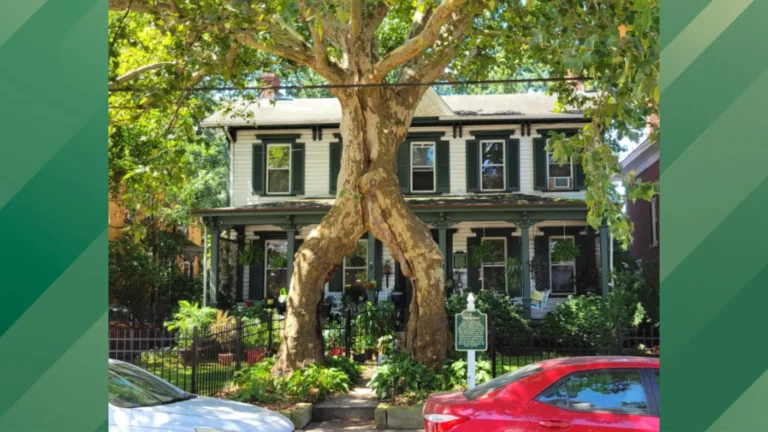 Grafted tree in Pittsburgh.