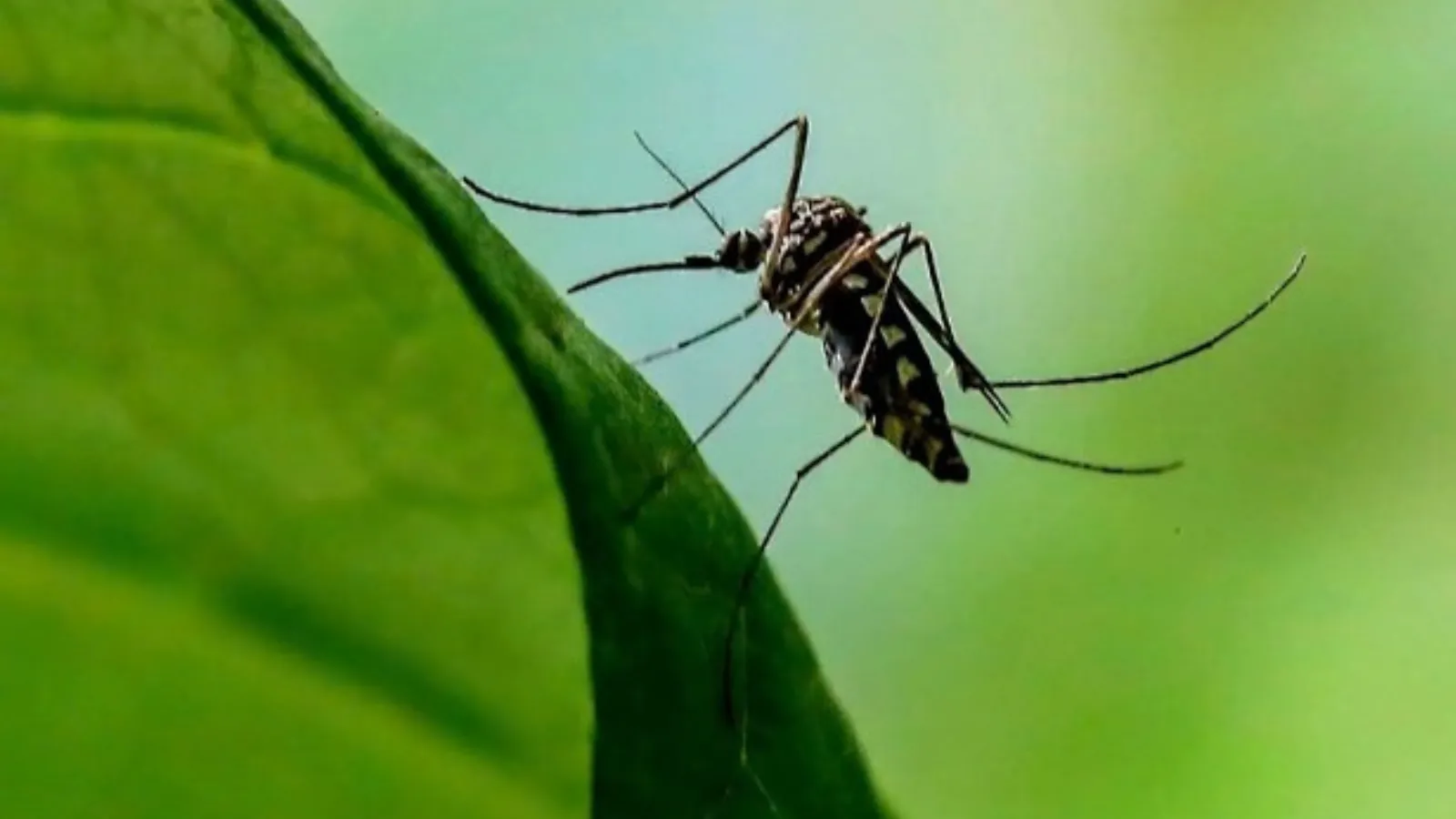 Mosquitoes used to fight mosquitoes.