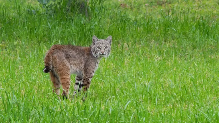 Bobcat attacks dog.