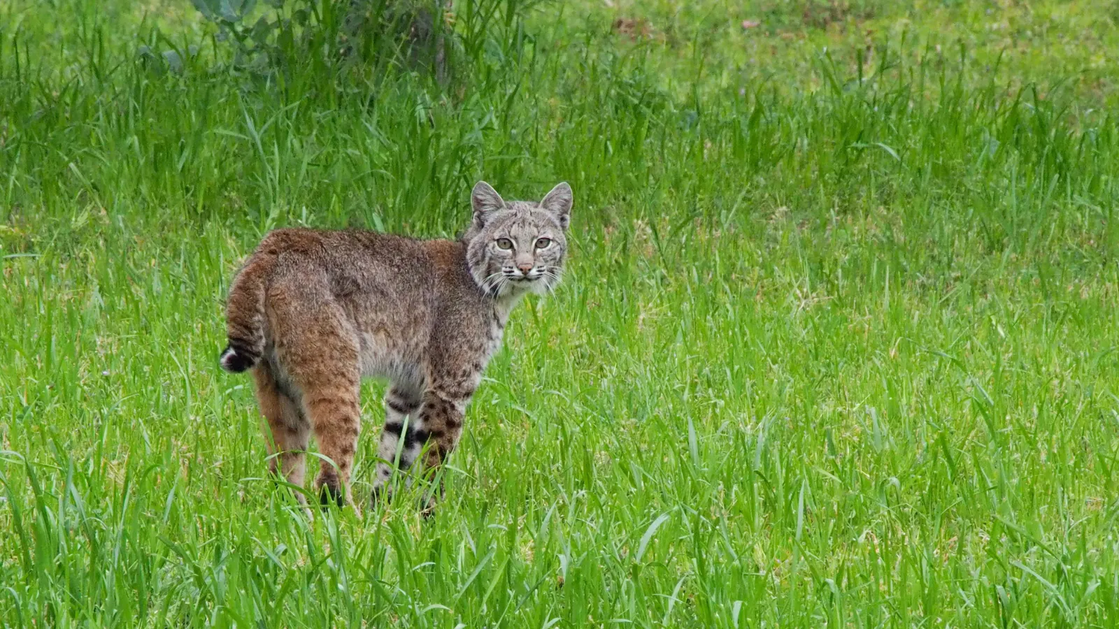 Bobcat attacks dog.