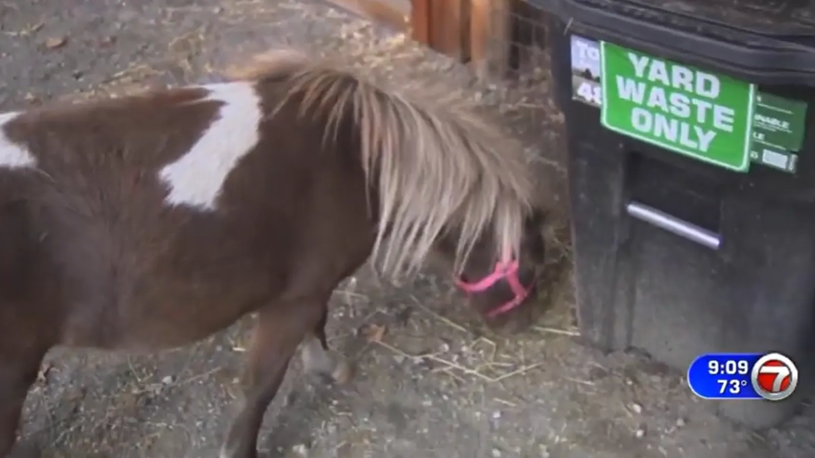 Miniature horse.