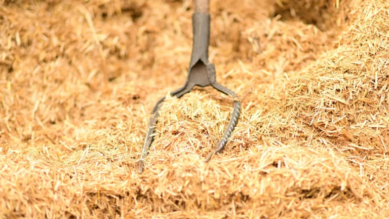 Pine straw scam.