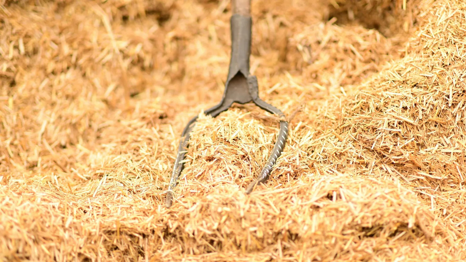Pine straw scam.